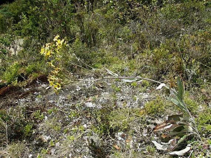 Senecio oerstedianus