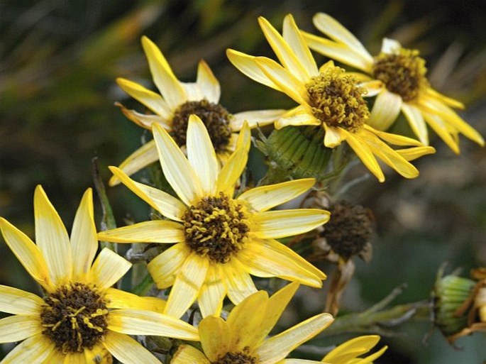 Senecio oerstedianus