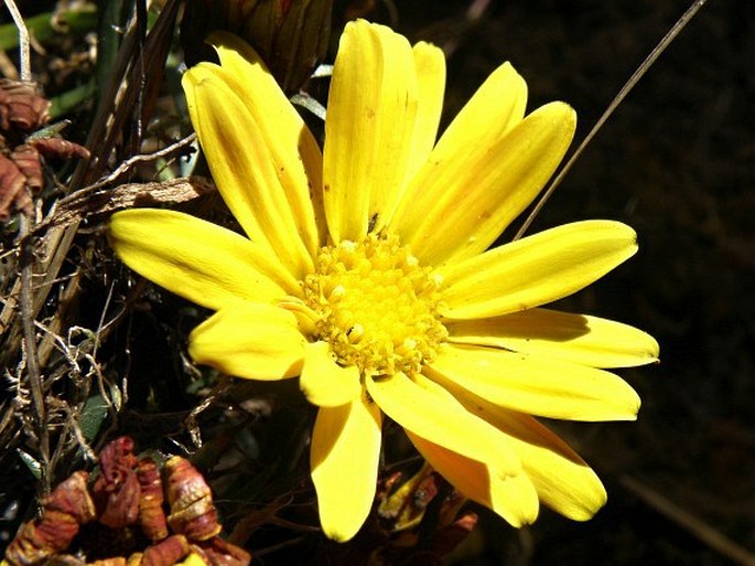 Senecio nanus