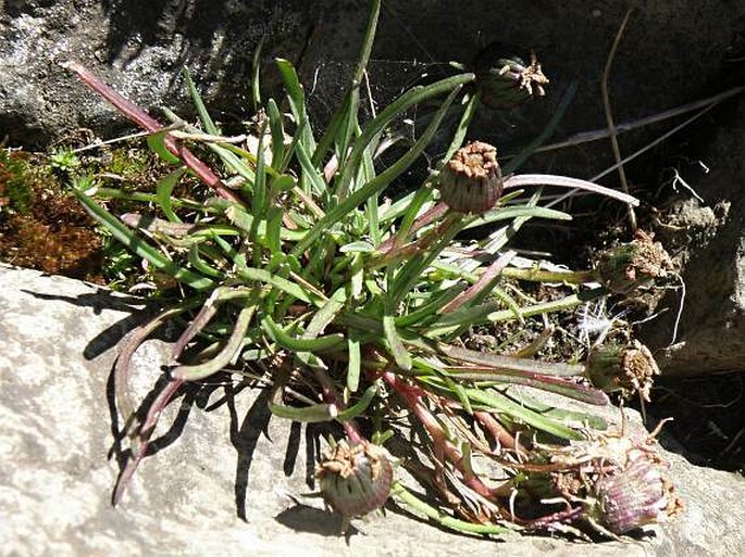 Senecio nanus