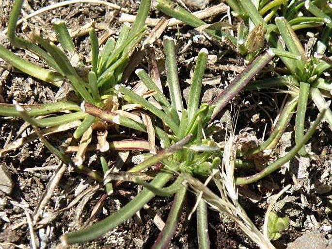 Senecio nanus