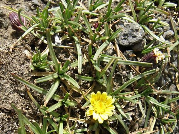 Senecio nanus