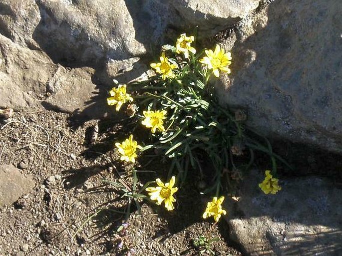 Senecio nanus