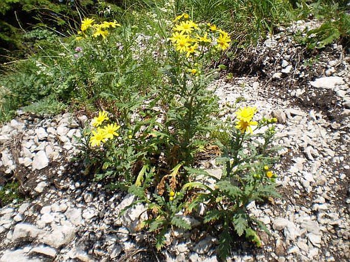 Senecio rupestris