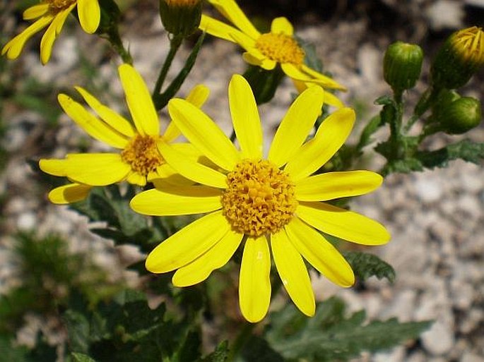 Senecio rupestris