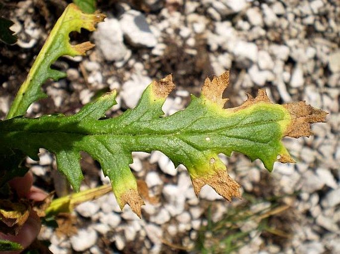 Senecio rupestris