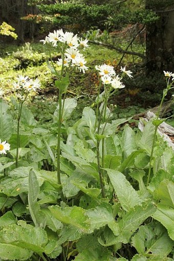 Senecio smithii