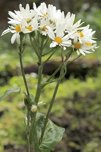 Senecio smithii