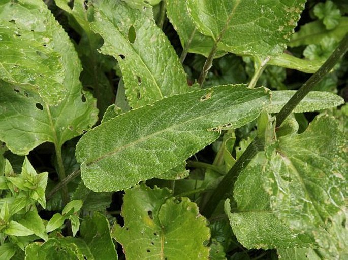 Senecio smithii