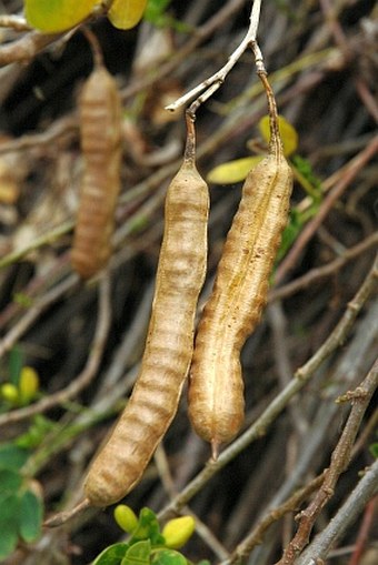 Senna bicapsularis