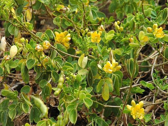 Senna bicapsularis