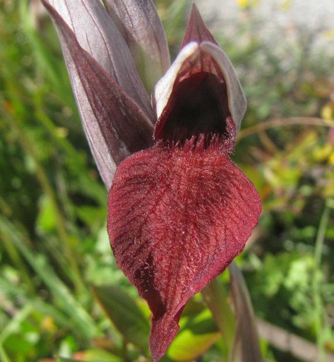 SERAPIAS CORDIGERA L. – sehnutka srdčitá