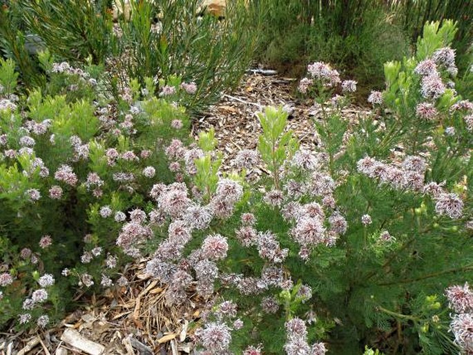 Serruria fucifolia