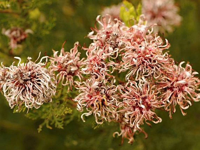 Serruria fucifolia