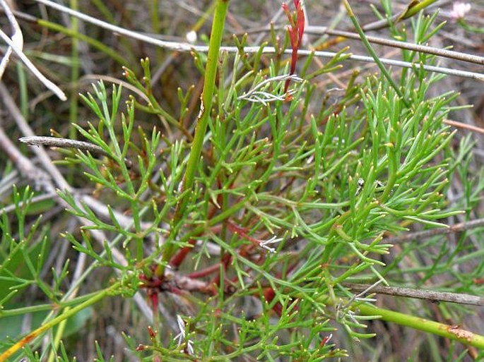 Serruria elongata