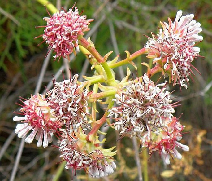 Serruria elongata