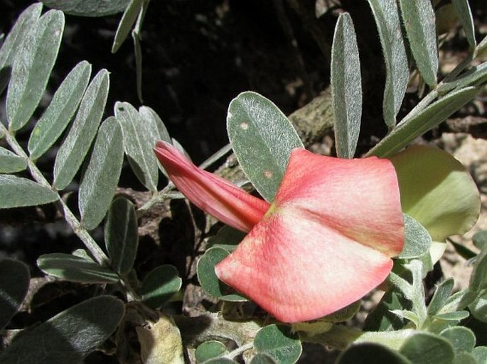 Sesbania tomentosa