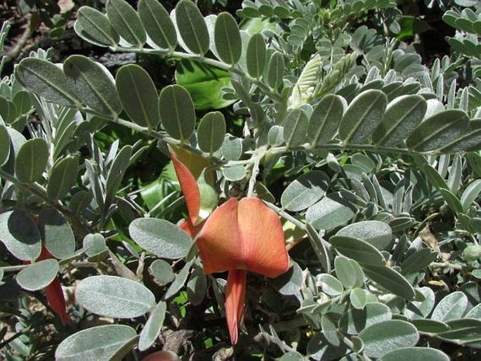 Sesbania tomentosa