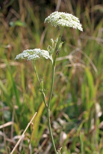 Seseli annuum