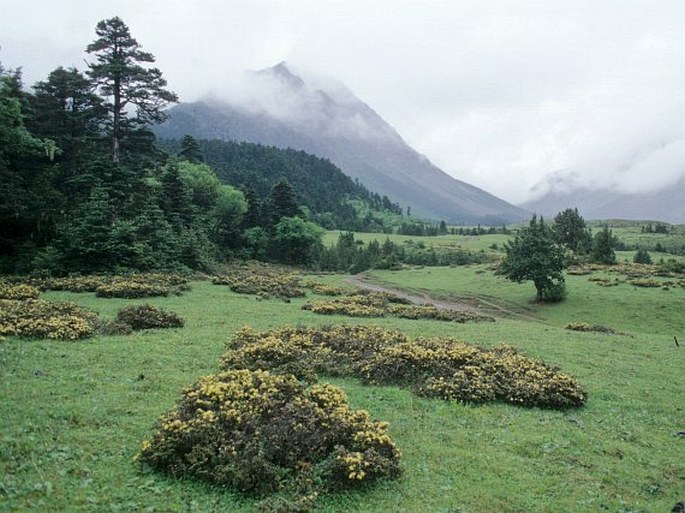 Severobarmská provincie