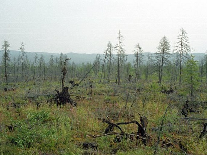 Severovýchodosibiřská provincie