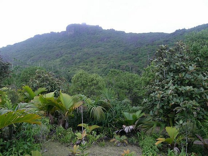 Seychelská provincie