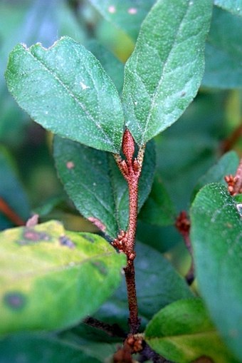 Shepherdia canadensis