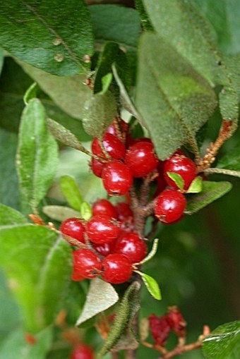 Shepherdia canadensis