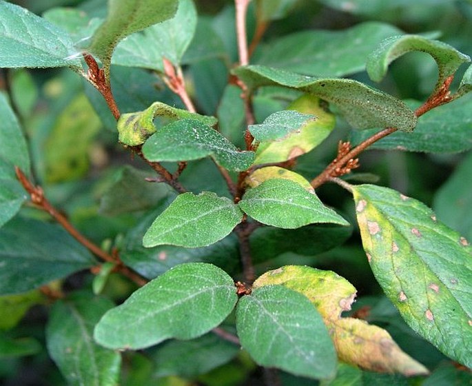 Shepherdia canadensis