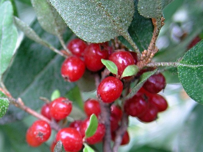 Shepherdia canadensis