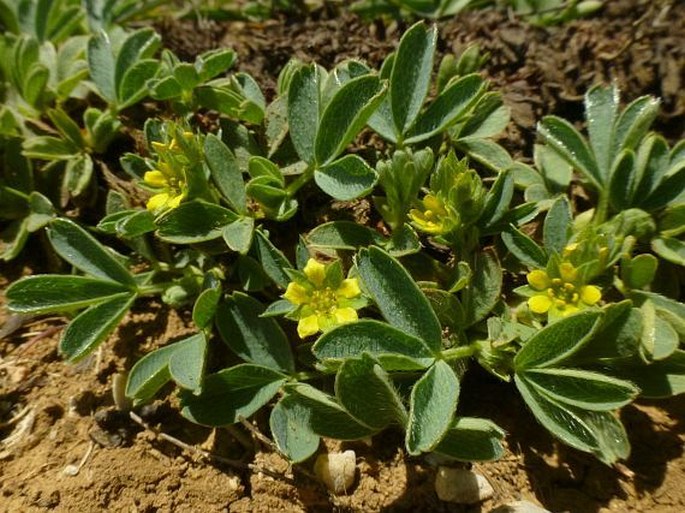 SIBBALDIA PARVIFLORA Willd. - zubatka / sibaldka