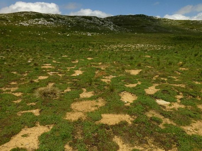 Sibbaldia parviflora