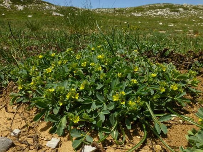 Sibbaldia parviflora