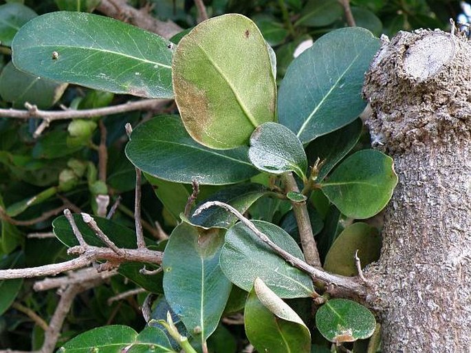 Sideroxylon inerme