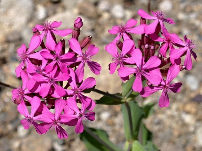 SILENE ARMERIA L. – silenka svazčitá / silenka zväzkovitá