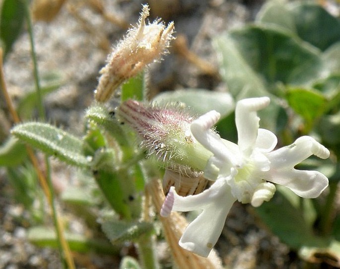 SILENE SUCCULENTA subsp. CORSICA (DC.) Nyman – silenka