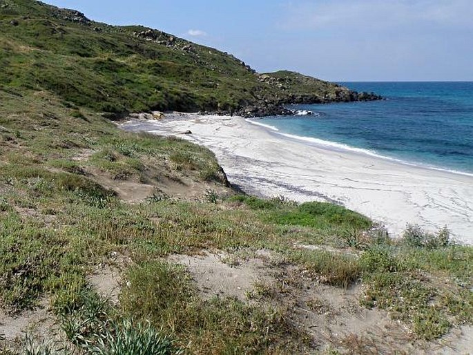 Silene succulenta subsp. corsica