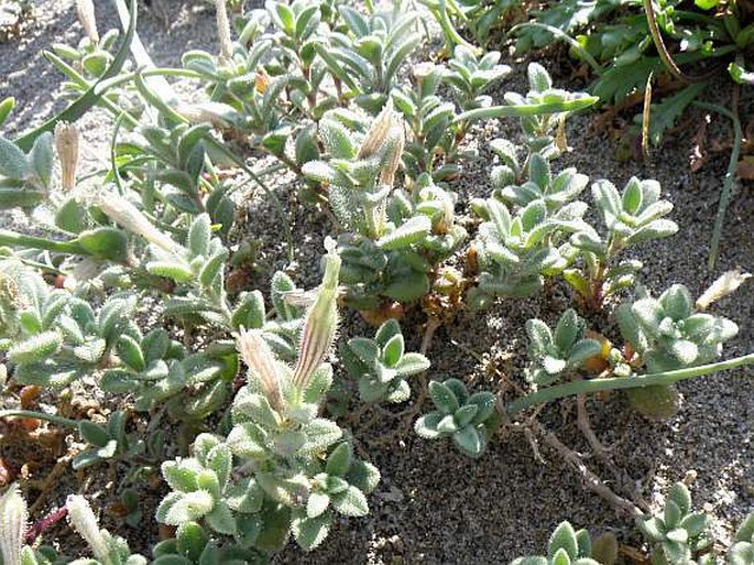 Silene succulenta subsp. corsica