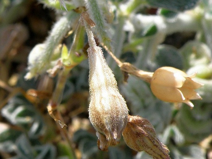 Silene succulenta subsp. corsica