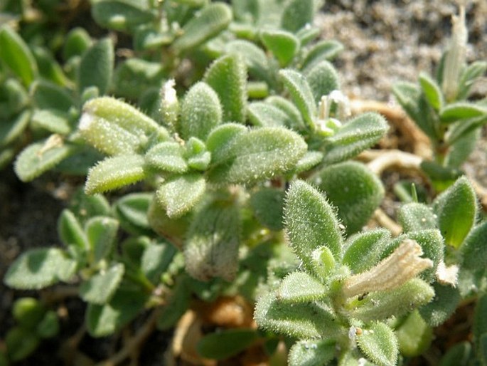 Silene succulenta subsp. corsica