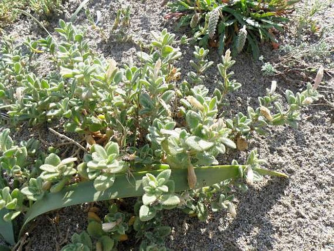 Silene succulenta subsp. corsica