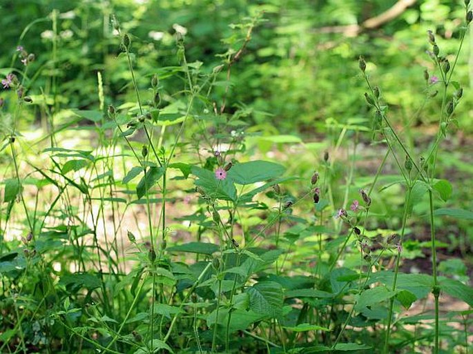 Silene dioica