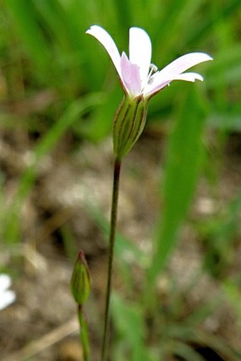 Silene laeta