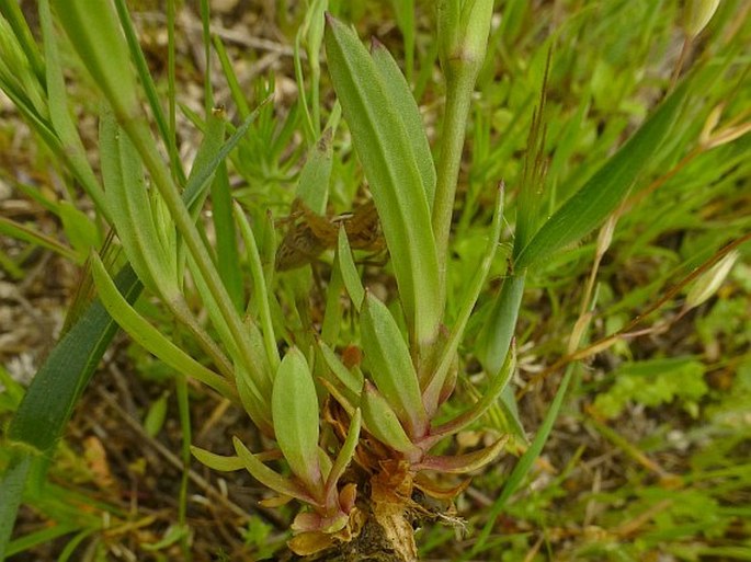 Eudianthe laeta