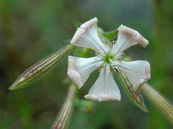 SILENE PARADOXA L. – silenka