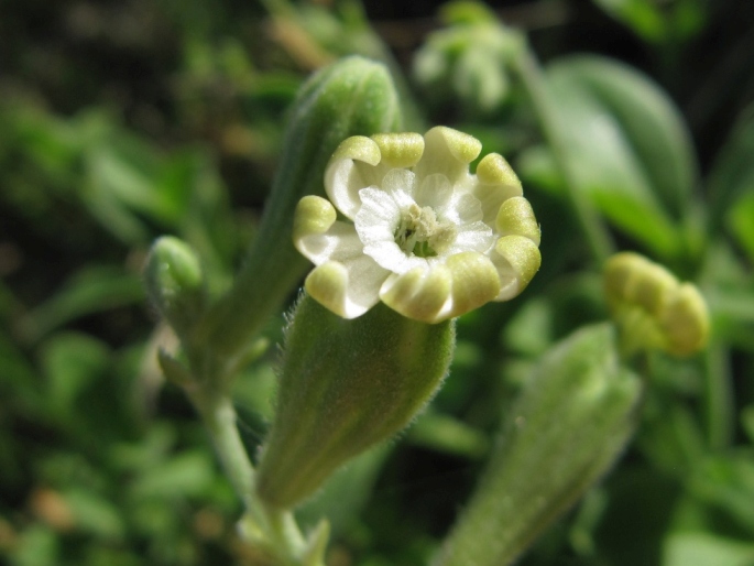 Silene primuliflora