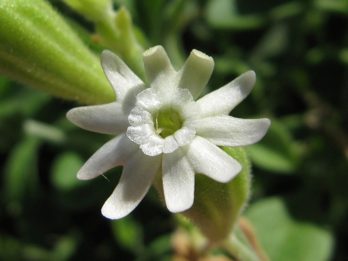 Silene primuliflora