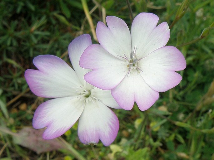 SILENE COELI-ROSA (L.) Godr. – silenka líbezná / silenka nebovoružová