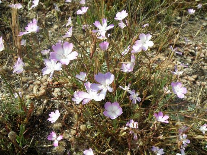 Silene coeli-rosa