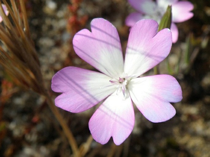 Silene coeli-rosa